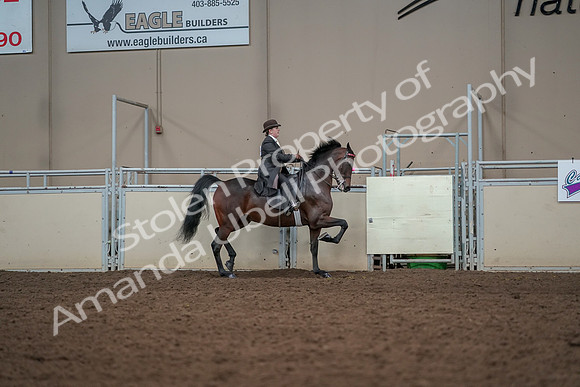 2019 Morgan Horse Show - Aug 30, 2019 - 28121