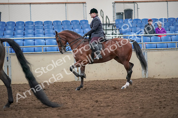 2019 Morgan Horse Show - Aug 30, 2019 - 20087