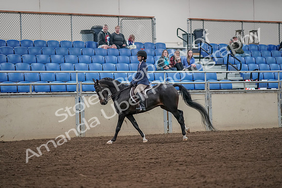 2019 Morgan Horse Show - Aug 31, 2019 - 05076