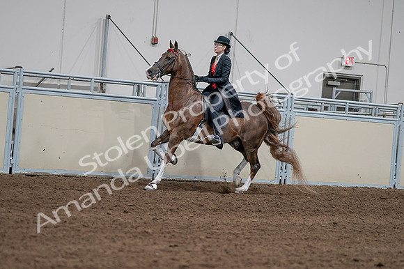 2020 - AB Morgan Horse - Fri, Sept 04 - 09589