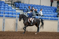 Class 149 - Morgan Walk-Trot-Jog Pl Championship