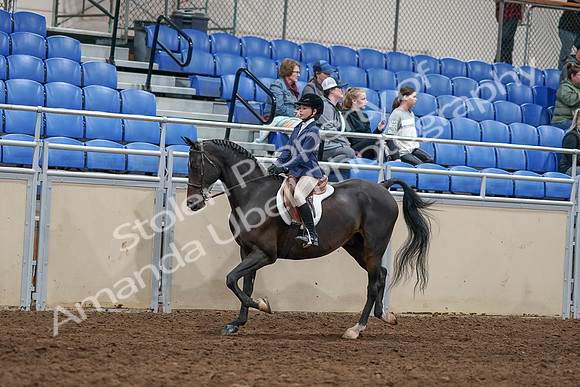 2020 - AB Morgan Horse - Sun, Sept 06 - 07666