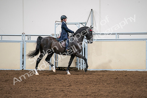 2020 - AB Morgan Horse - Fri, Sept 04 - 03082