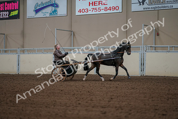 2019 Morgan Horse Show - Aug 30, 2019 - 13364