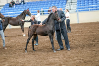 2020 - AB Morgan Horse - Sat, Sept 05 - 00676