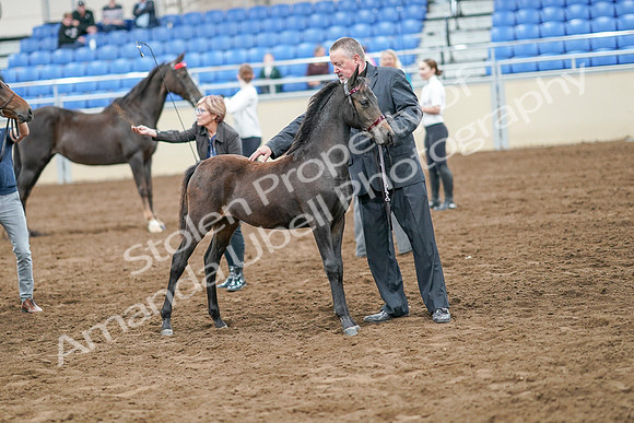 2020 - AB Morgan Horse - Sat, Sept 05 - 00676