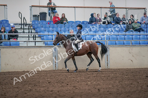 2019 Morgan Horse Show - Aug 31, 2019 - 19540