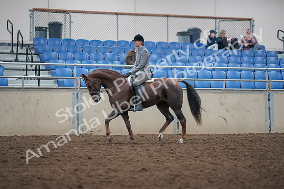 2019 Morgan Horse Show - Aug 31, 2019 - 14747