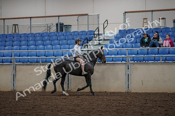 2019 Morgan Horse Show - Aug 30, 2019 - 31380