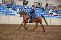 2020 - AB Morgan Horse - Sat, Sept 05 - 09692