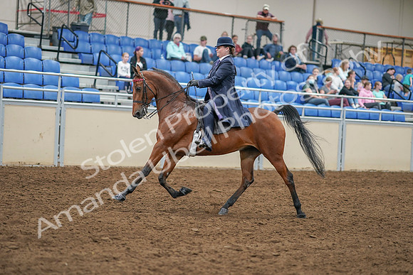 2020 - AB Morgan Horse - Sat, Sept 05 - 09692