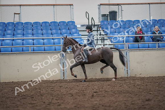 2019 Morgan Horse Show - Aug 31, 2019 - 16514