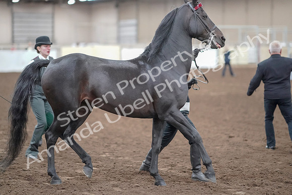 2019 Morgan Horse Show - Aug 31, 2019 - 00869