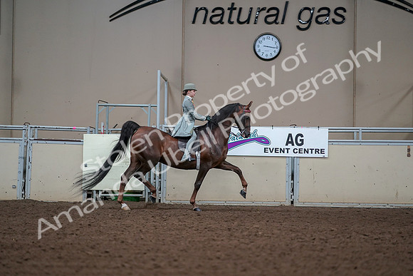 2019 Morgan Horse Show - Aug 30, 2019 - 17945