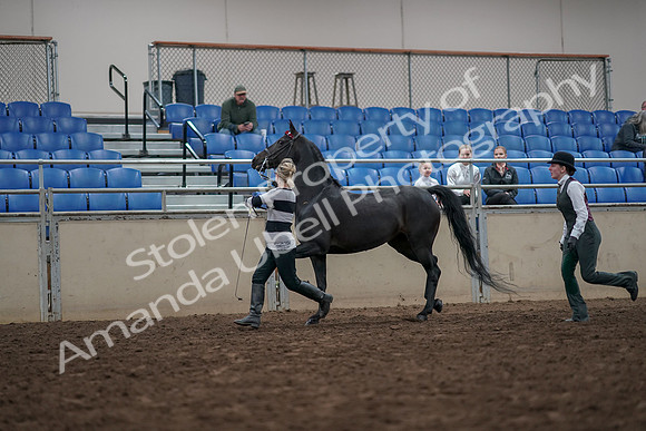 2019 Morgan Horse Show - Aug 31, 2019 - 03597