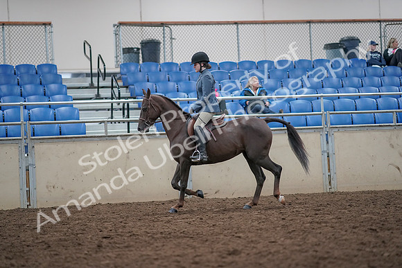 2019 Morgan Horse Show - Aug 31, 2019 - 16620