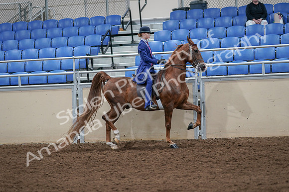 2020 - AB Morgan Horse - Fri, Sept 04 - 05251
