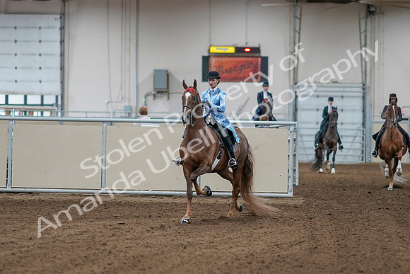 2020 - AB Morgan Horse - Sat, Sept 05 - 06088