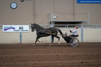 2019 Morgan Horse Show - Sept 01, 2019 - 05914