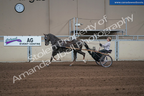 2019 Morgan Horse Show - Sept 01, 2019 - 05914