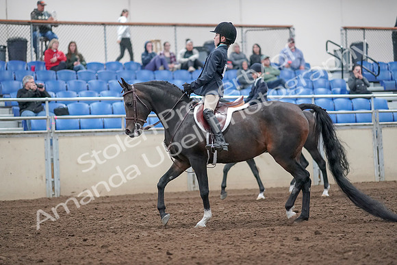 2019 Morgan Horse Show - Aug 31, 2019 - 19400
