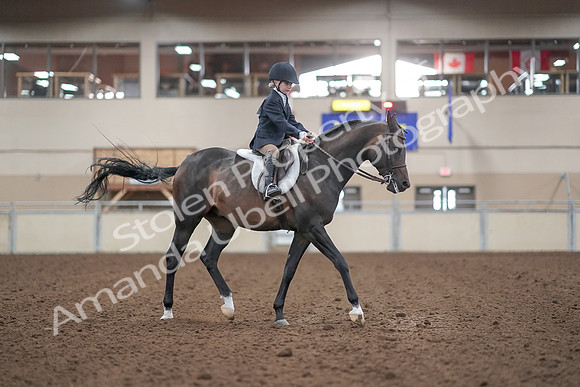 2019 Morgan Horse Show - Aug 31, 2019 - 19659