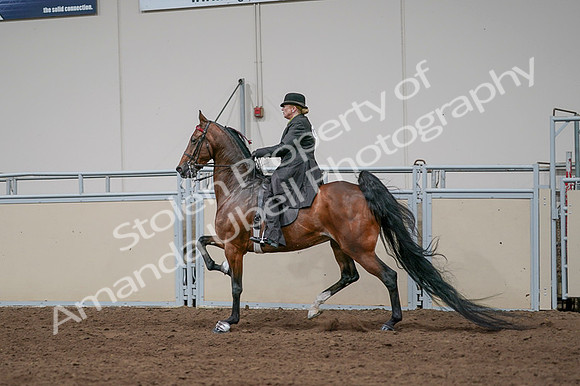 2020 - AB Morgan Horse - Fri, Sept 04 - 09682