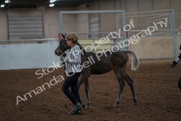 2019 Morgan Horse Show - Aug 30, 2019 - 24856