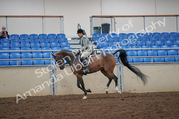 2019 Morgan Horse Show - Aug 30, 2019 - 17475