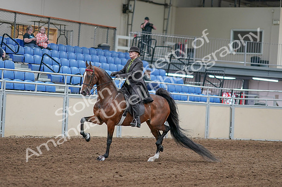 2020 - AB Morgan Horse - Fri, Sept 04 - 09527
