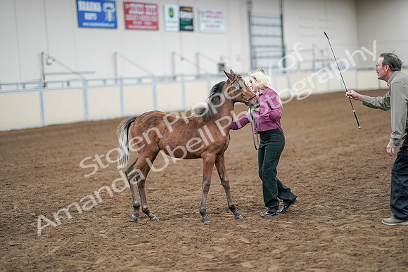 2020 - AB Morgan Horse - Sat, Sept 05 - 00517