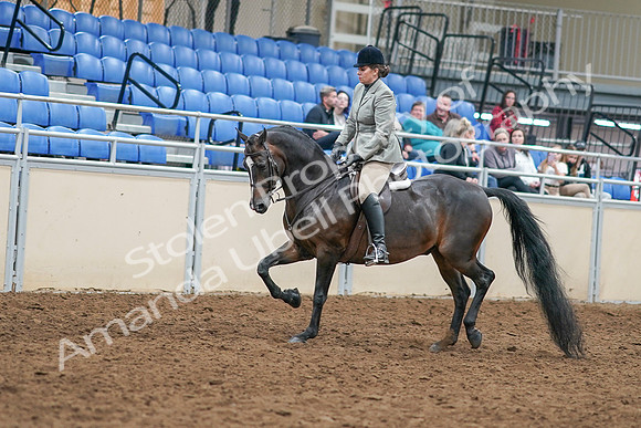 2020 - AB Morgan Horse - Sat, Sept 05 - 14310