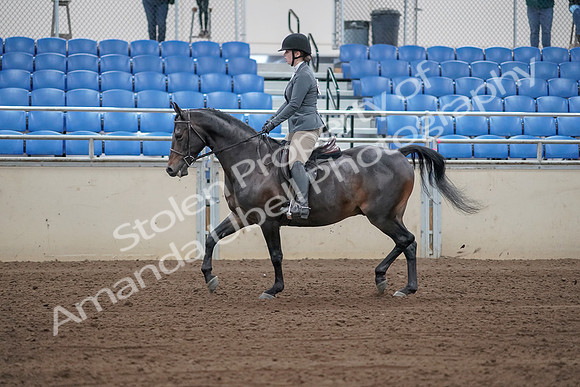 2019 Morgan Horse Show - Sept 01, 2019 - 10943_1