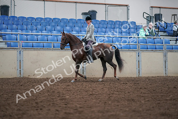 2019 Morgan Horse Show - Aug 30, 2019 - 18332
