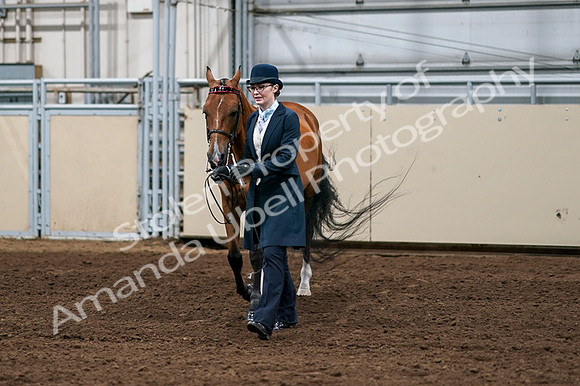 2020 - AB Morgan Horse - Fri, Sept 04 - 00976