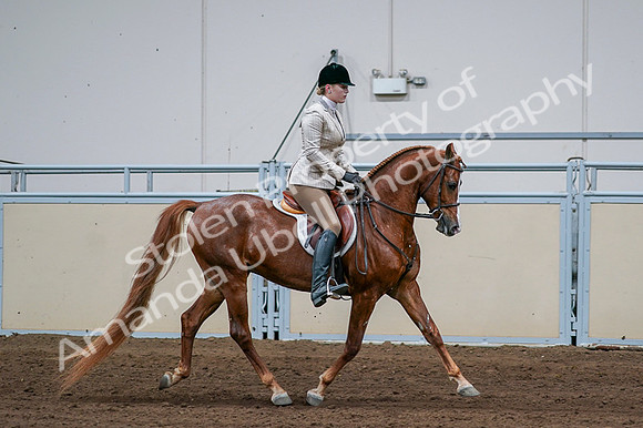 2020 - AB Morgan Horse - Fri, Sept 04 - 01724