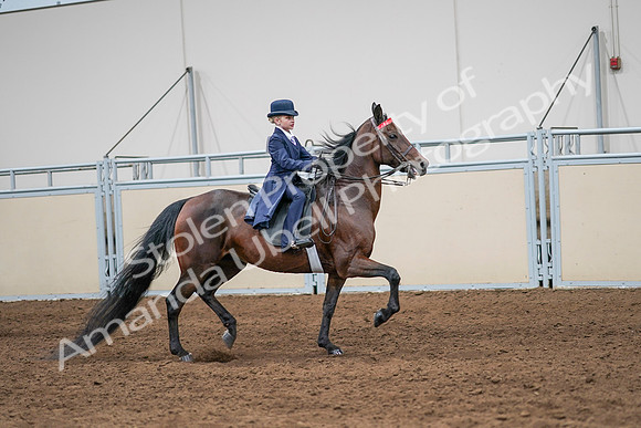 2020 - AB Morgan Horse - Sun, Sept 06 - 08023