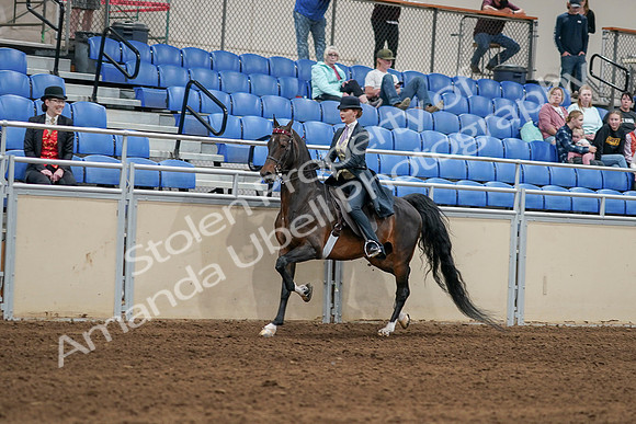 2020 - AB Morgan Horse - Sat, Sept 05 - 06290