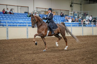 2020 - AB Morgan Horse - Fri, Sept 04 - 11086