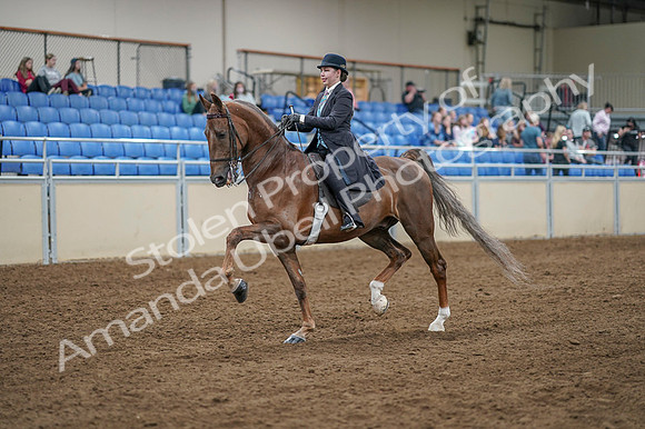 2020 - AB Morgan Horse - Fri, Sept 04 - 11086