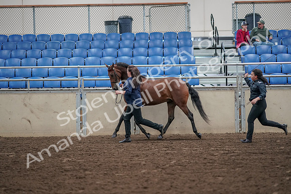 2019 Morgan Horse Show - Aug 31, 2019 - 01015
