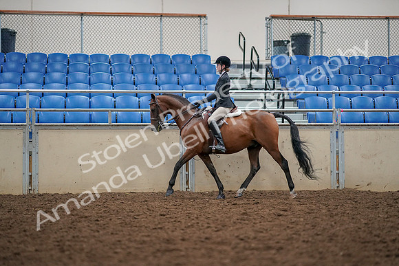 2019 Morgan Horse Show - Aug 30, 2019 - 23362