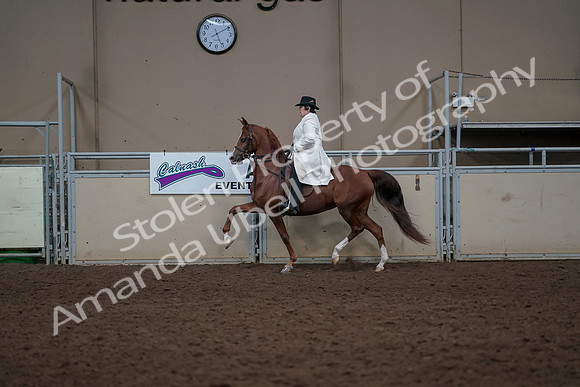 2019 Morgan Horse Show - Aug 31, 2019 - 17877