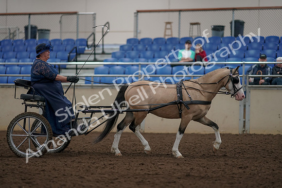 2019 Morgan Horse Show - Aug 31, 2019 - 04491