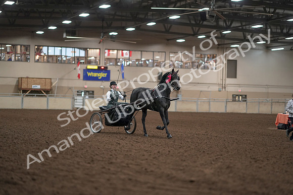 2019 Morgan Horse Show - Aug 31, 2019 - 04786