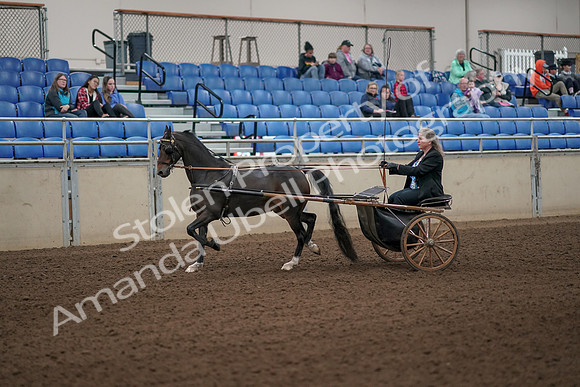 2019 Morgan Horse Show - Aug 31, 2019 - 04225