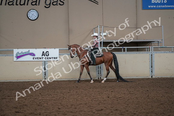 2019 Morgan Horse Show - Aug 30, 2019 - 25997