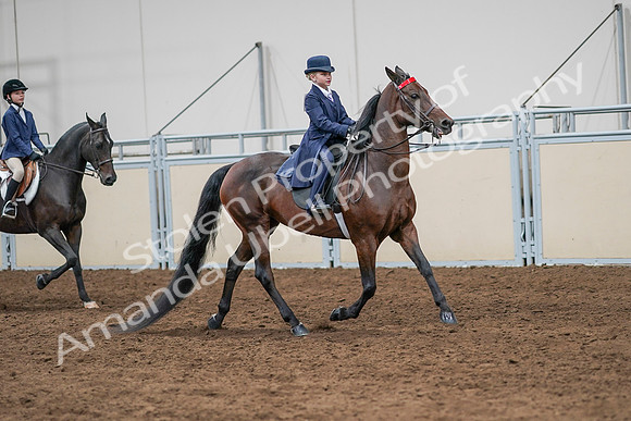 2020 - AB Morgan Horse - Sun, Sept 06 - 08016