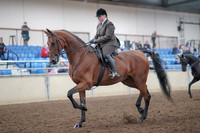 2019 Morgan Horse Show - Aug 31, 2019 - 14648