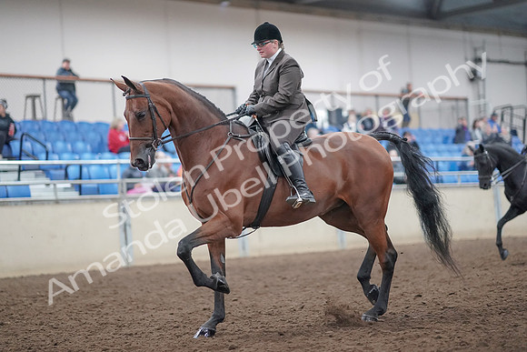 2019 Morgan Horse Show - Aug 31, 2019 - 14648